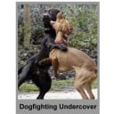 Dog-Fighting Undercover