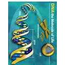DNA - The Molecule of Life