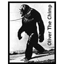 Oliver The Chimp