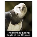 The Monkey-Eating Eagle of the Orinoco