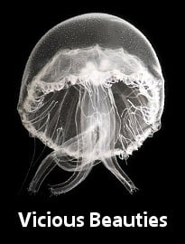 Vicious Beauties: The Secret World of the Jellyfish
