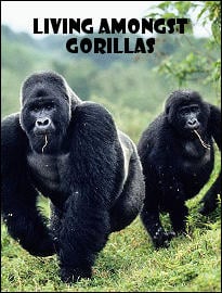 Living amongst Gorillas
