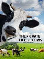 The Private Life of Cows