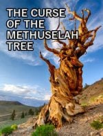 The Curse of the Methuselah Tree