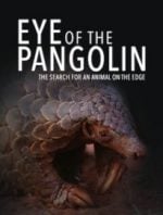 Eye of the Pangolin