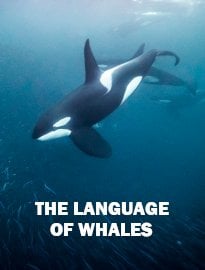 The Language of Whales
