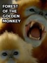 Forest of the Golden Monkey