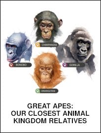 Great Apes: Our Closest Animal Kingdom Relatives