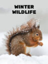 Winter Wildlife
