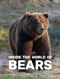 Inside the World of Bears